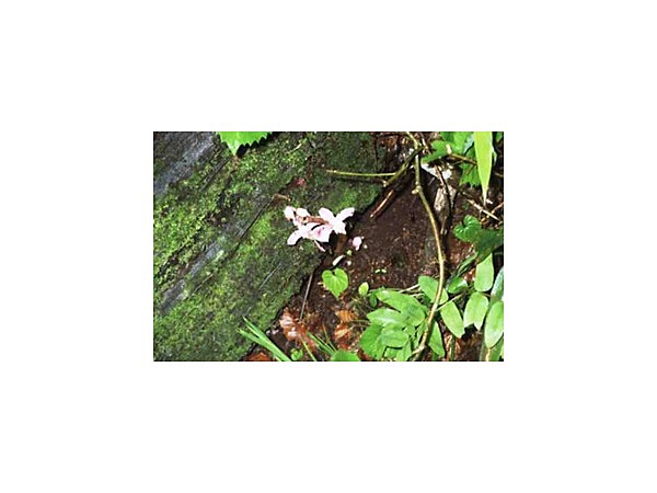 窓明山，三ツ岩岳の高山植物