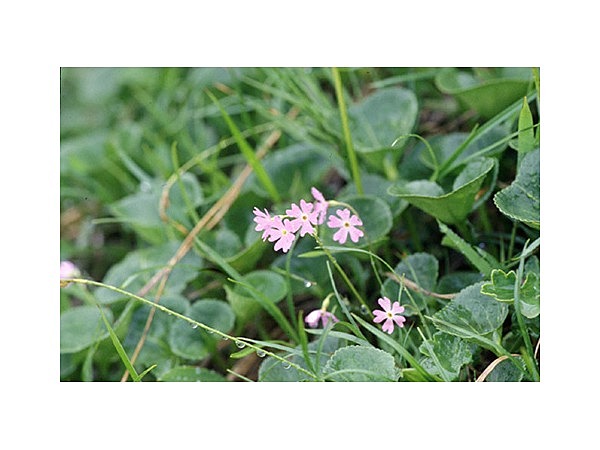 会津駒ヶ岳のハクサンコザクラ