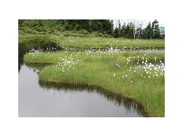 駒ヶ岳山頂付近の湿原