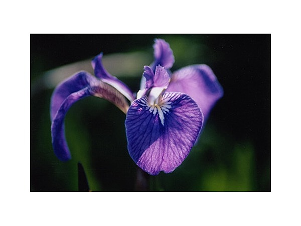 浜頓別ヒオウギアヤメの群落