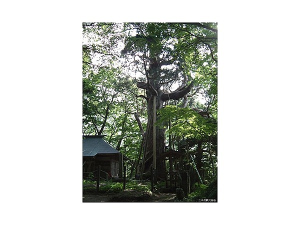 木幡の大スギ