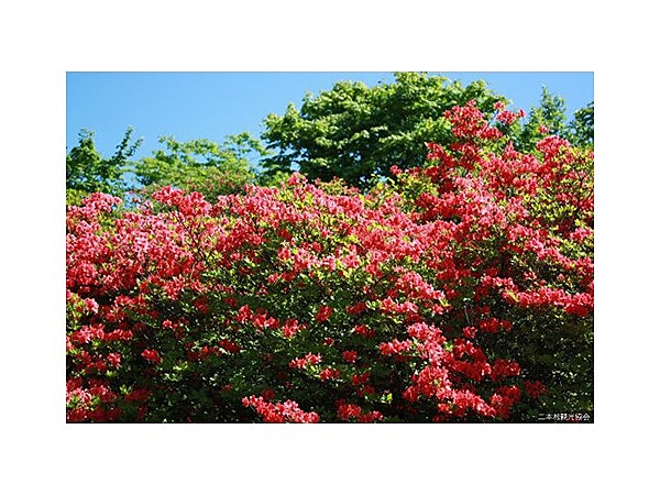 日山の山ツツジ