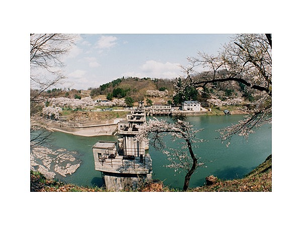 飯野堰堤の桜