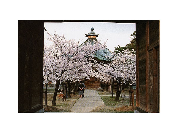薬師堂の桜