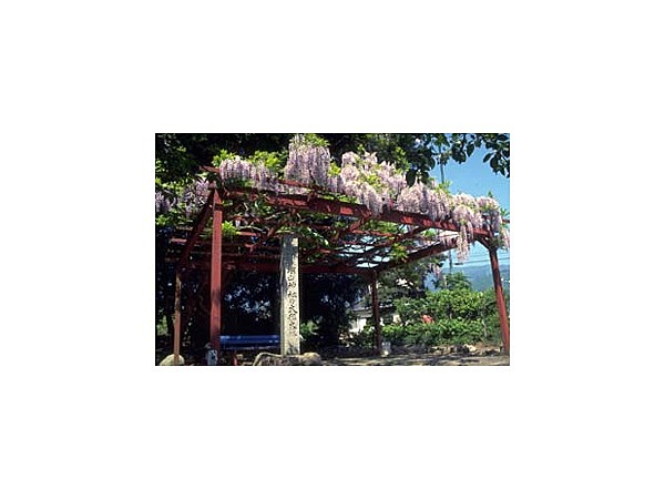 深山神社の大榧・大藤