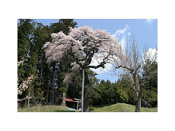 大雷神社のしだれざくら