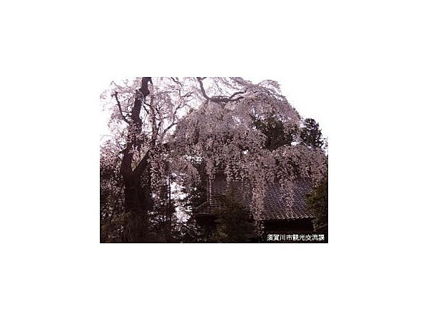 朝日稲荷神社の枝垂れ桜