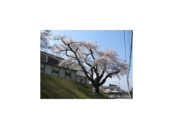 須賀川桐陽高校の種まき桜