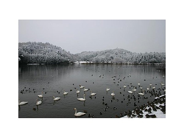 古徳沼の白鳥