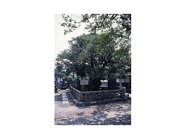 明空御手植の柊