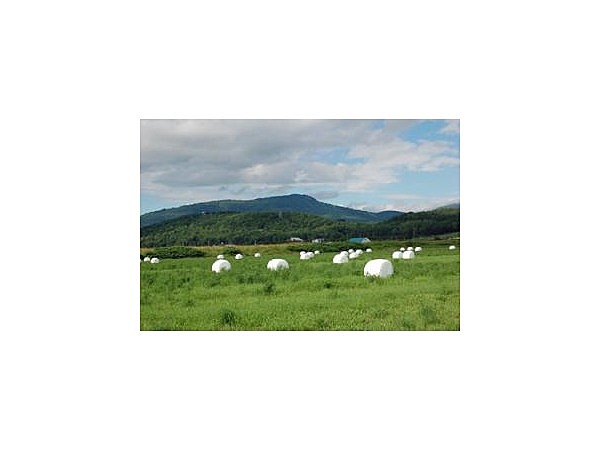 ピリカノカ　九度山