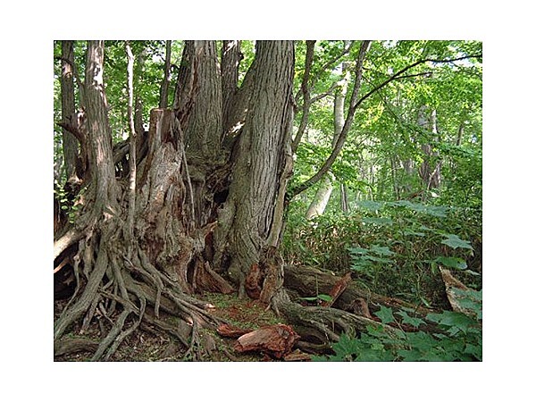 道立自然公園野幌森林公園