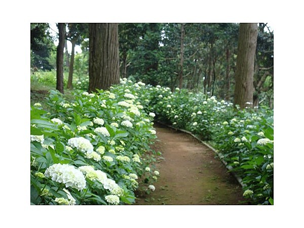 稲荷山公園(茨城県)