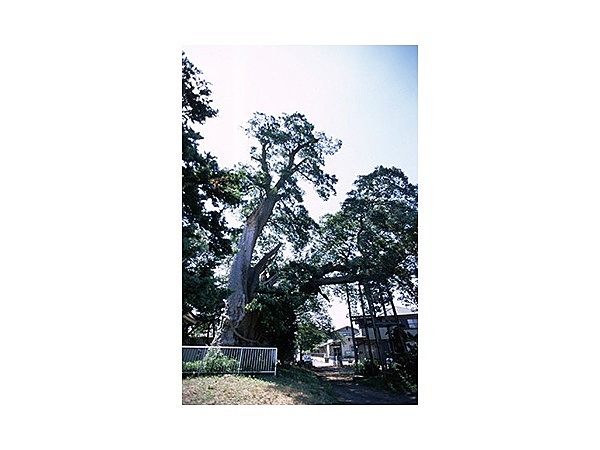 神明社の大ケヤキ