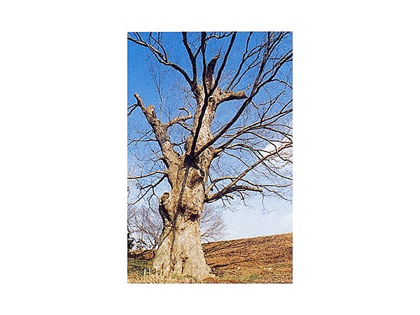 無量院の大ケヤキ