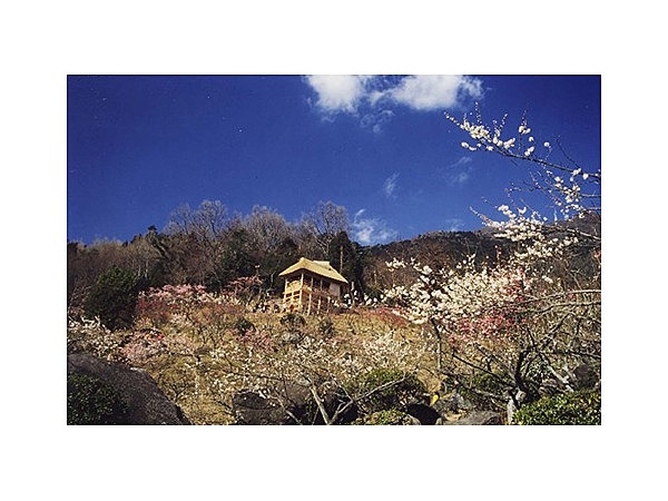 筑波山梅林の梅