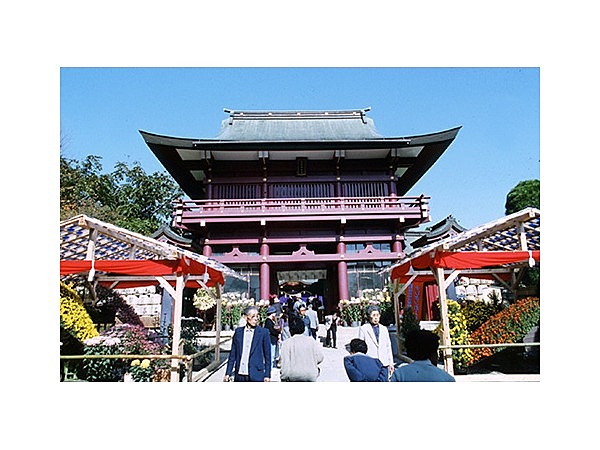 笠間稲荷神社の菊