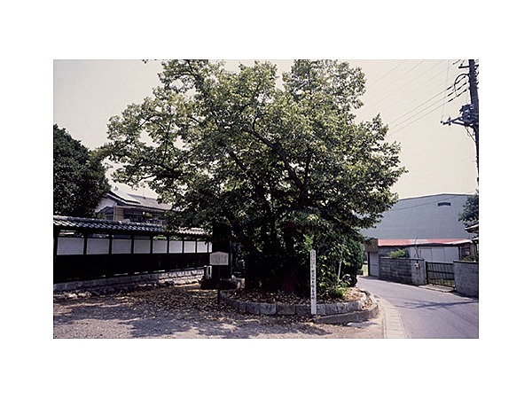 親鸞御手植の菩提樹