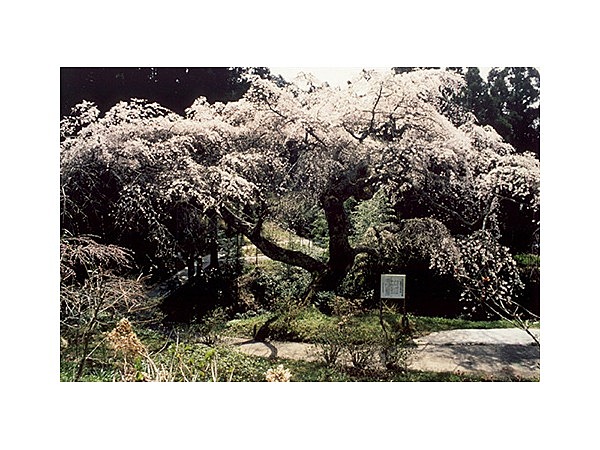 泉福寺のシダレザクラ