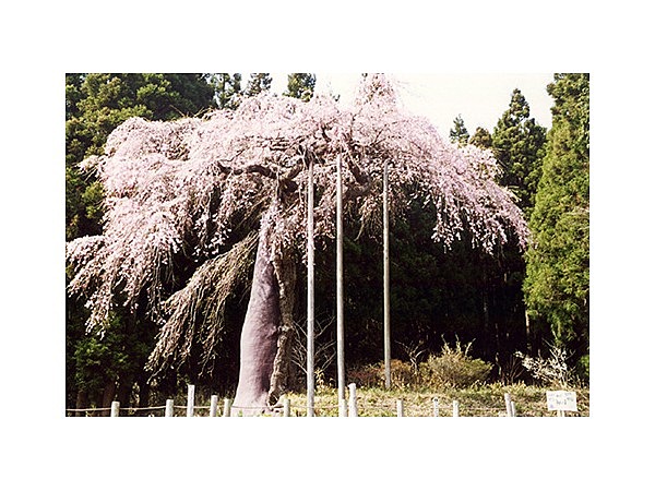 七反のシダレザクラ