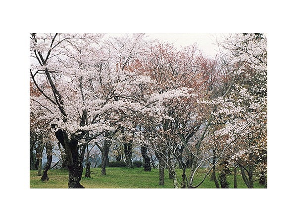 桜川の桜
