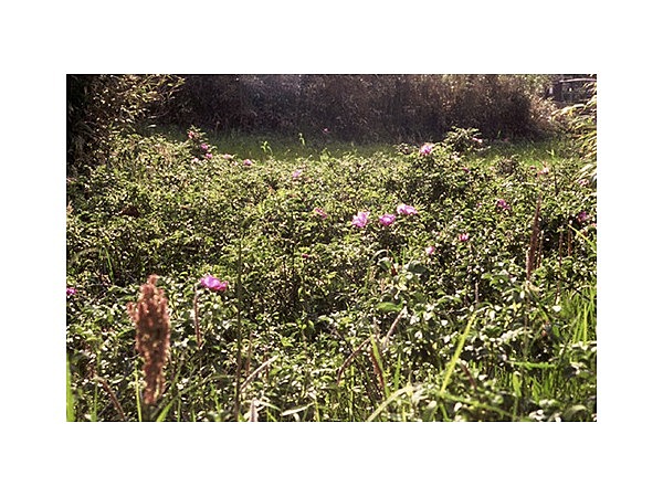 大小志崎ハマナス自生南限地