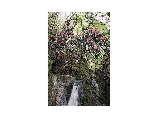 花園のシャクナゲ