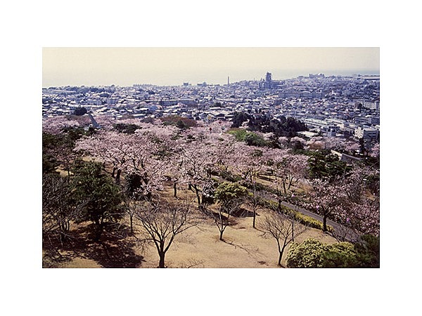 かみね公園の桜