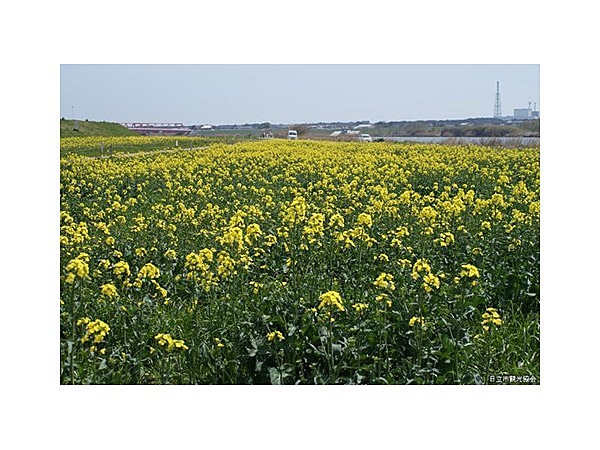 久慈川サイクリングコース