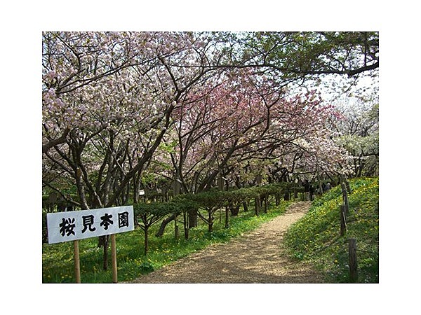 松前町桜見本園