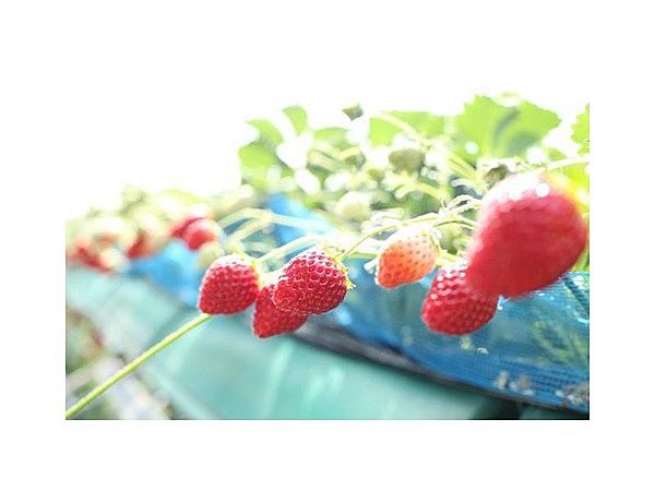 出会いの森いちご園