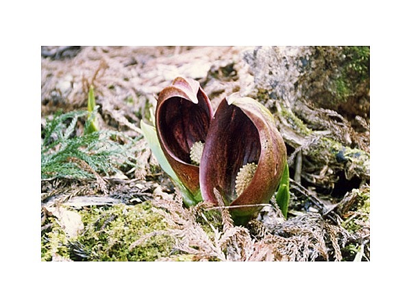 ザゼンソウの群生地