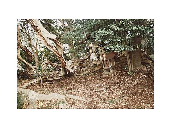 藤冠森の藤の木