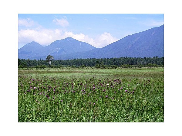 小田代原のアザミ群落