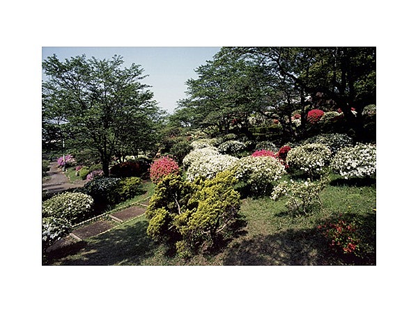 八幡山公園のツツジ