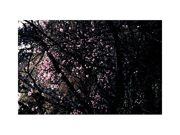 石裂山のアカヤシオ