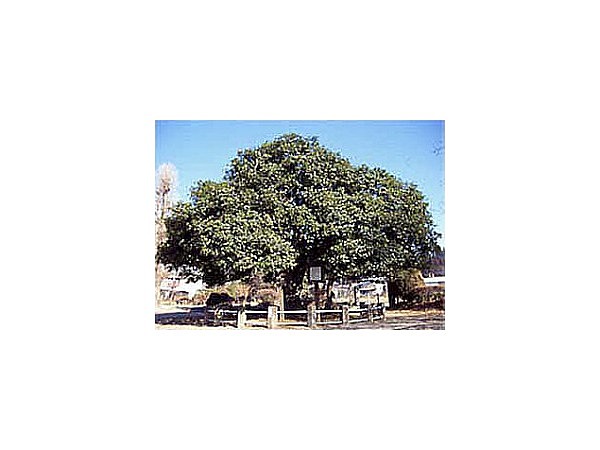 長畑のヒイラギモクセイ