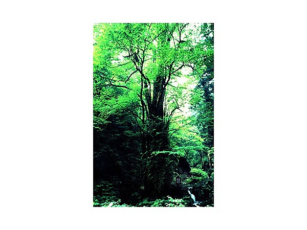 石裂山の千本桂