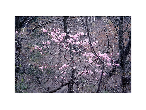 塩原前山のヤシオツツジ