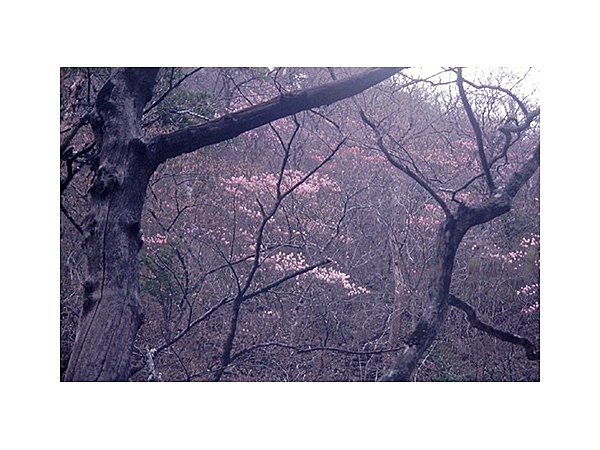 錦帯岩のヤシオツツジ