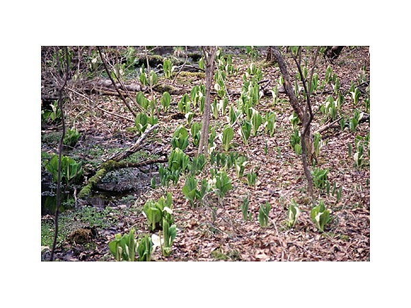 大沼のミズバショウ