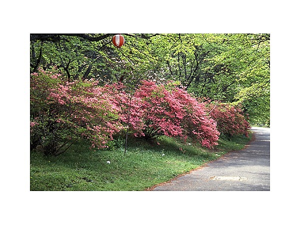 烏が森公園のつつじ