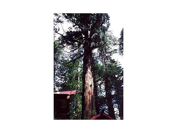 熊野神社の御神木