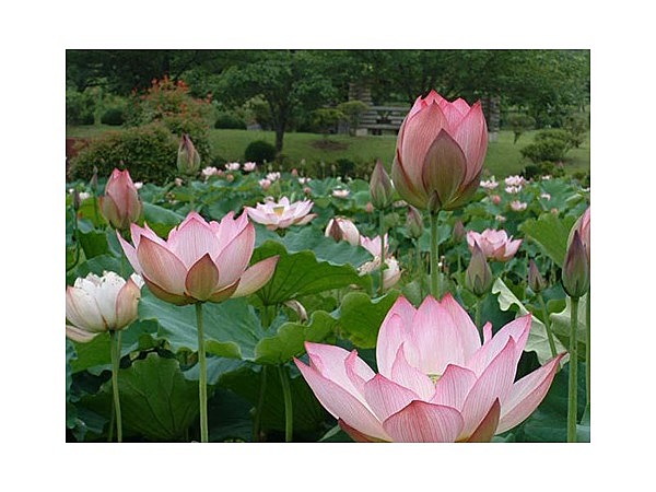 つがの里花ハス