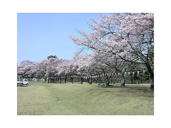 黒磯公園の桜