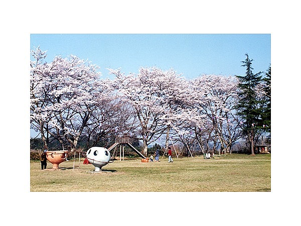 城山公園の桜