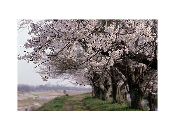 金崎堤の桜