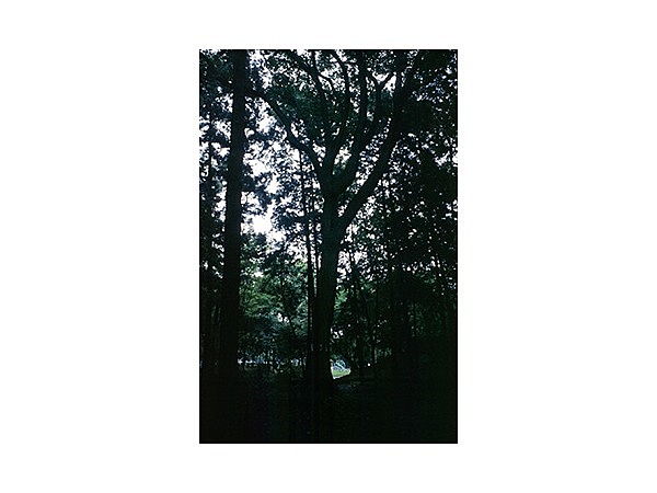 間々田八幡宮のコナラ