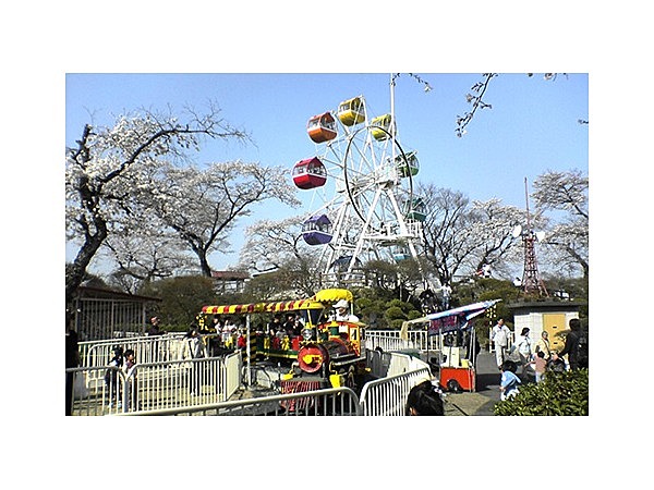 千手山公園の桜