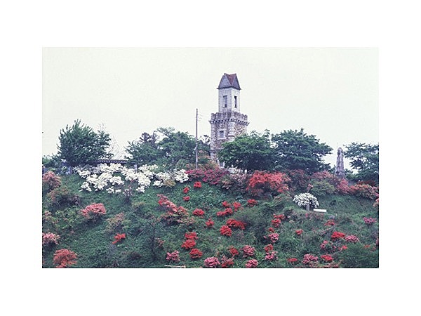 錦着山公園のツツジ